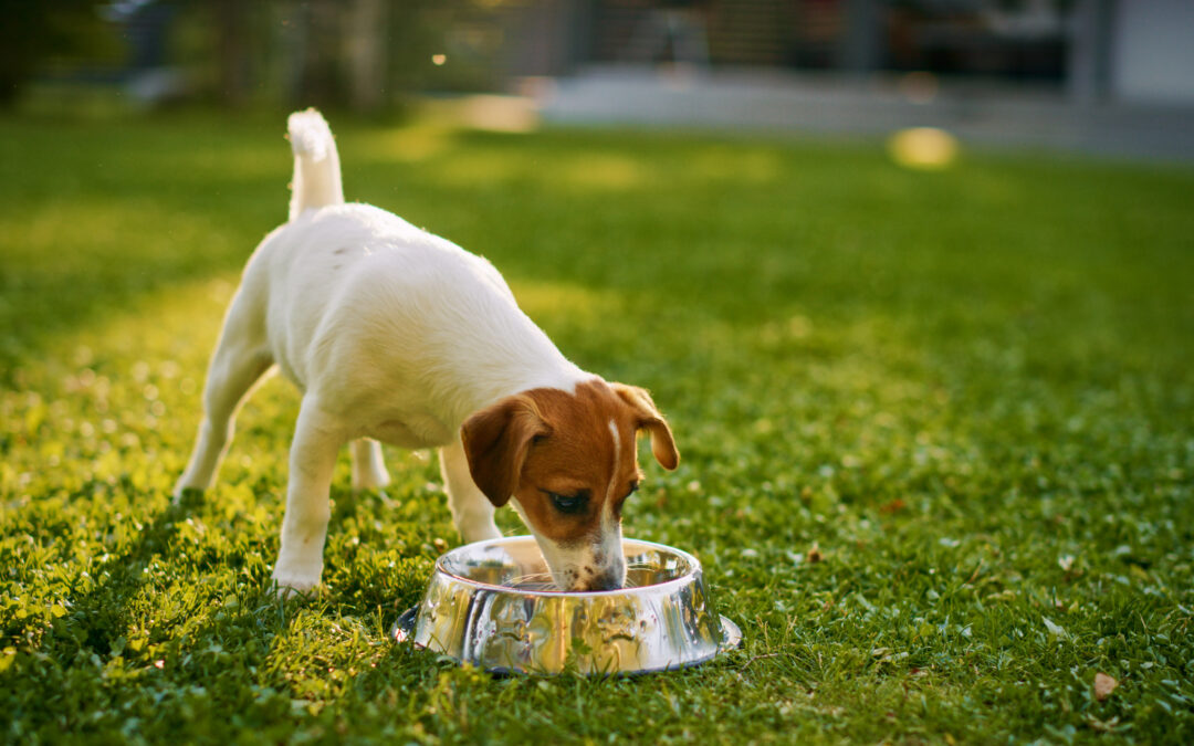 A dog drinking water from a dog bowl for the should dogs drink ice water blog.