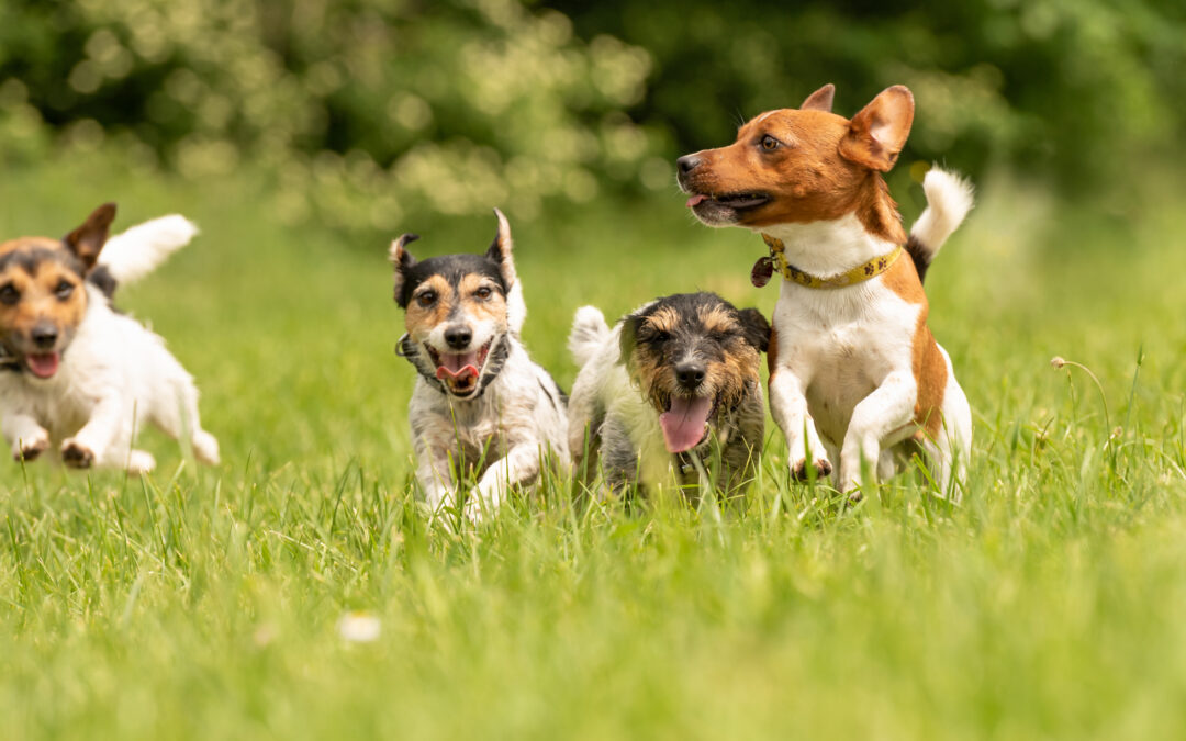 A group of dogs playing and running together for the embracing the pet resort experience blog.